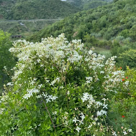 Qyteza & Apartman